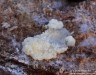 hřívovka černá (Houby), Amaurochaete atra, Stemonitidaceae (Fungi)